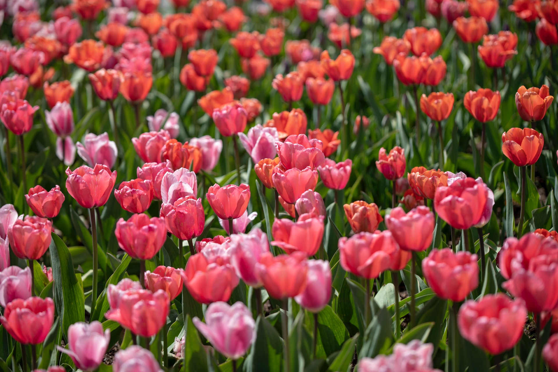 pink tulip field